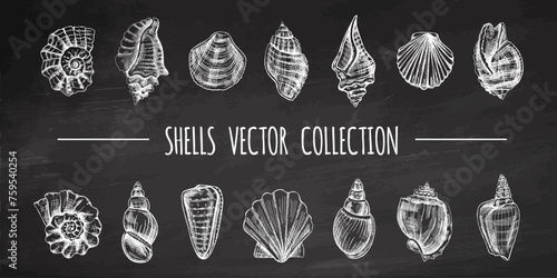 Seashells, ammonite, scallop, nautilus mollusc vector set. Hand-drawn sketch illustration. Collection of realistic sketches of various ocean shells isolated on chalkboard background.
