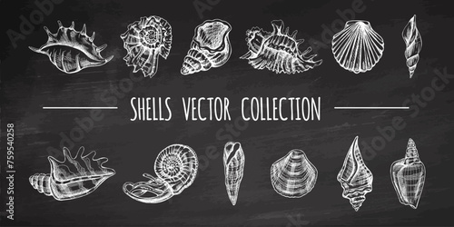 Seashells, ammonite, scallop, nautilus mollusc vector set. Hand-drawn sketch illustration. Collection of realistic sketches of various ocean shells isolated on chalkboard background.