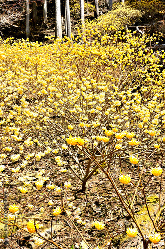 Fototapeta Naklejka Na Ścianę i Meble -  西丹沢の畦ヶ丸　森を彩るミツマタの花
