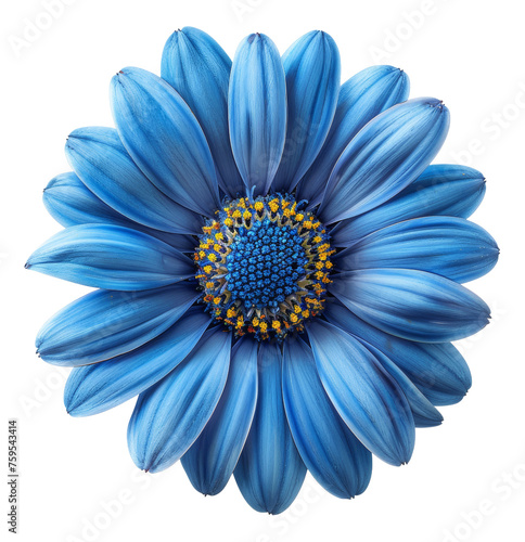 Vibrant blue African daisy flower with dark center on transparent background - stock png.