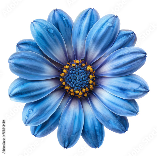 Vibrant blue African daisy flower with dark center, cut out - stock png.