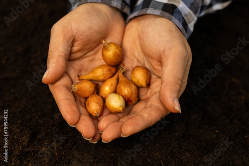 Close-up of a woman's hands holding out a handful of onion bulbs against the background of the earth. A woman carefully holds an onion vegetable in her palms. Concept of growing healthy vegetables.