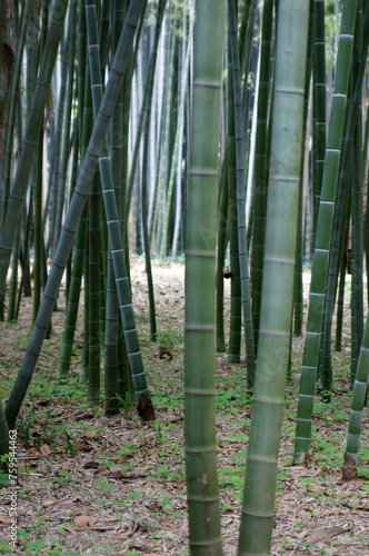 Bosquet de bambous