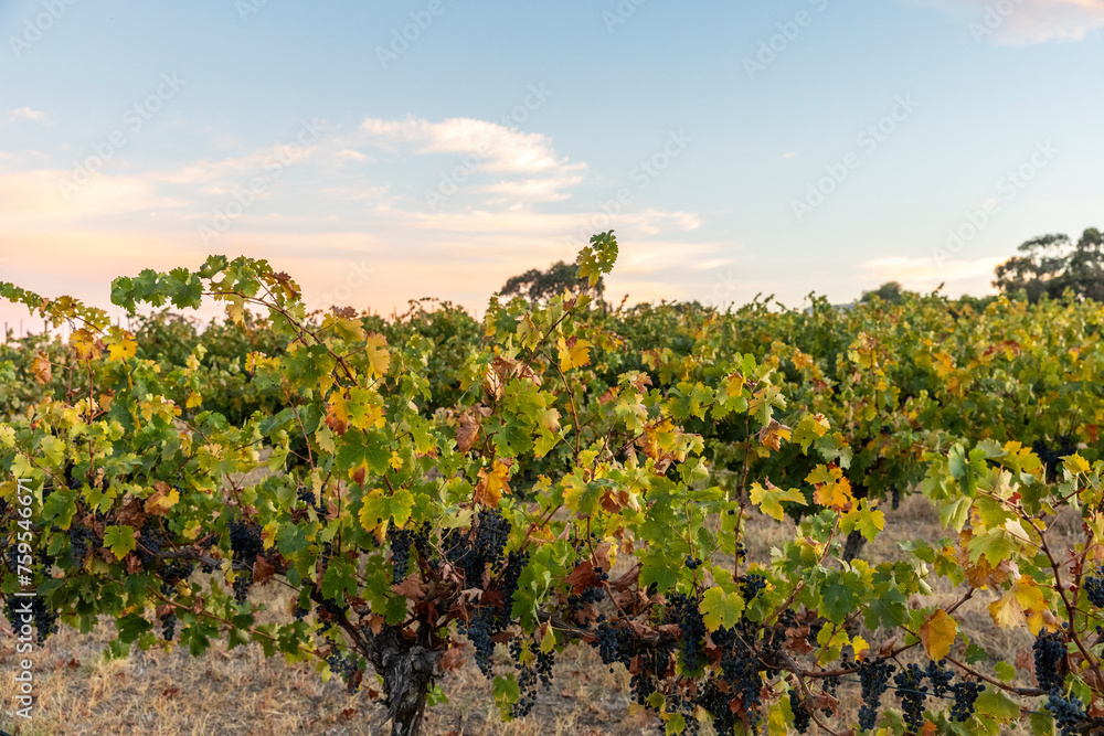 Naklejka premium Barossa Valley Vineyards