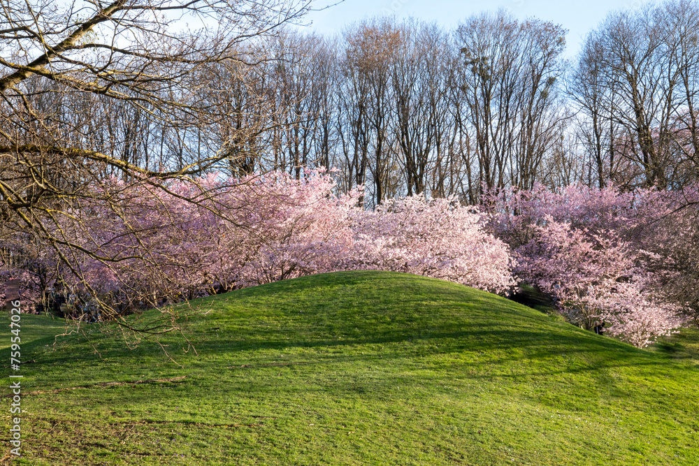 Landscape design in the park in Munich, Germany. A row of Japanese cherry trees (Prunus serrulata) in full bloom, hilly meadow in front. Tree silhouette in the background