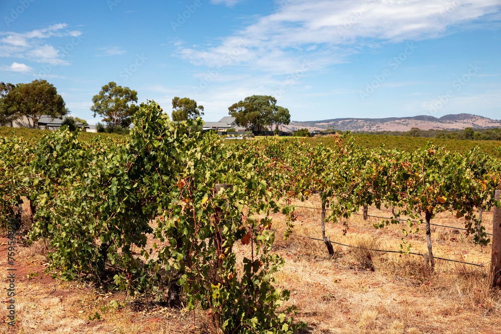 Barossa Valley Vineyards