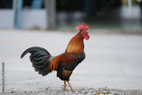 chicken rooster in the farm at countryside. © Sanit