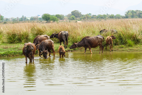Buffaloes drink water in a pond 