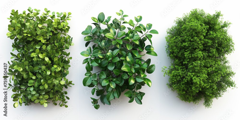Fototapeta premium Bushes isolated on white