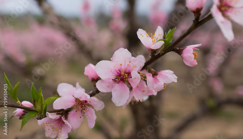 Peach flowers blooming on a branch with Nature Background. Spring is coming 