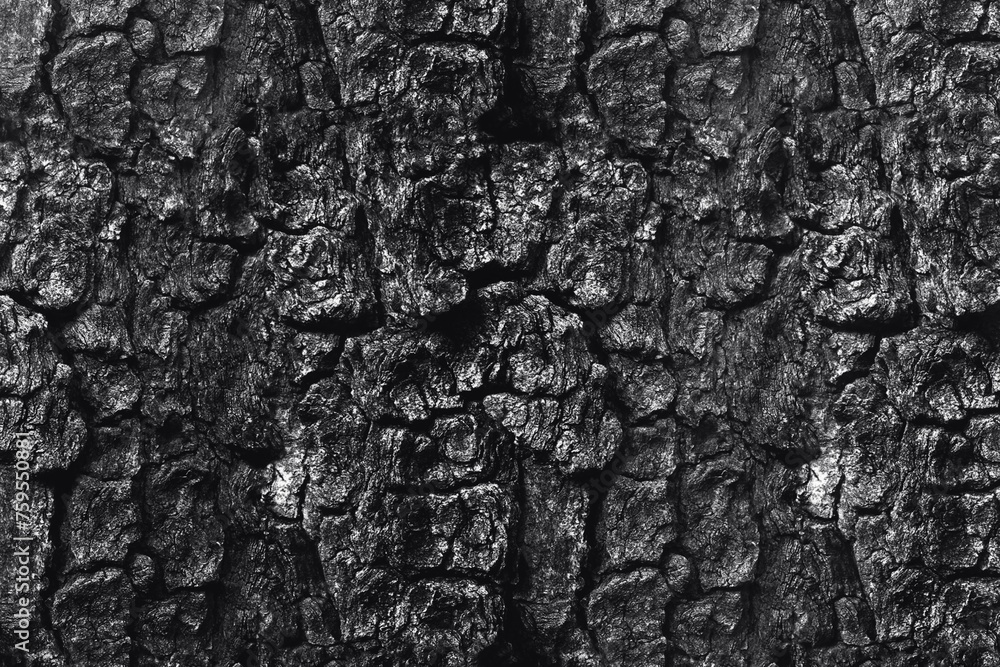 Texture bark of a tree Texture bark of a tree