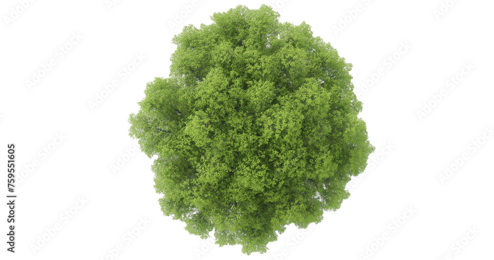 Tree Tree