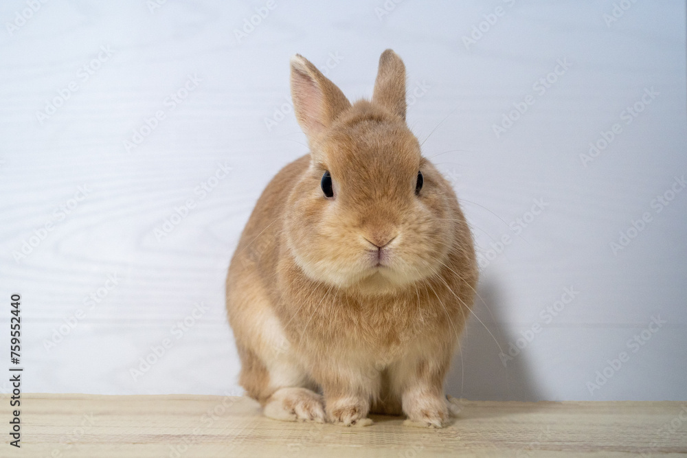 Obraz premium ネザーランドドワーフ