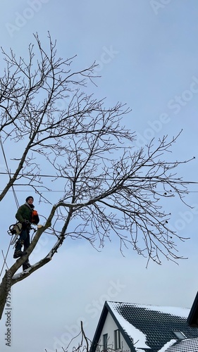 A professional arborist cuts a tree branch with a chainsaw in winter. A man on insurance with a helmet, cuffs. Vertical photo