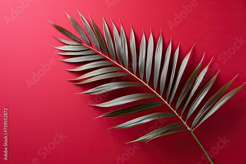 Green fern leaf on red background  one palm leaf on red background with copy space.