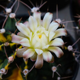 Close up cactus flower in pot, selective focus, nature background