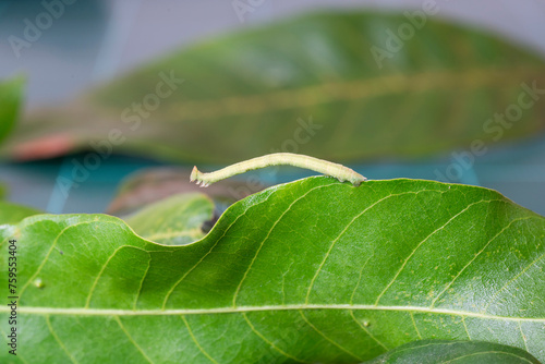 Worm on leaf, Close up shot