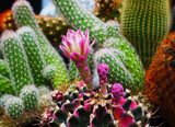 Close up of cactus plants in the garden. Macro shot.