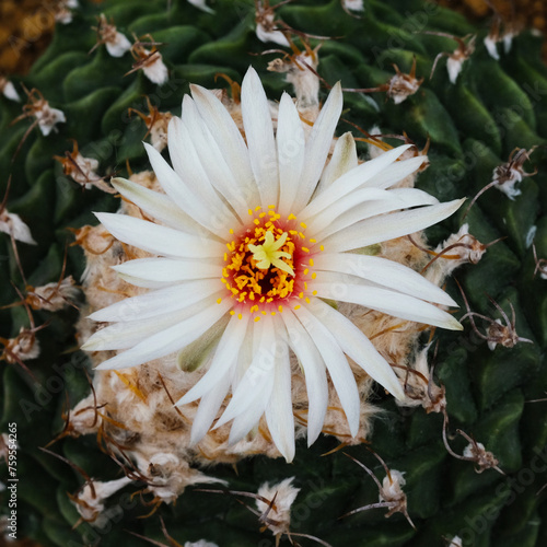 Close up of cactus flower in botanic garden, Thailand.