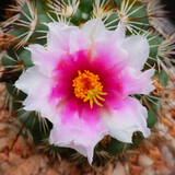 Cactus with pink flower in botanical garden. Close up.