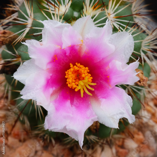 Cactus with pink flower in botanical garden. Close up.