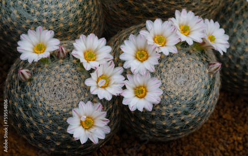 Cactus with white and pink flowers in a pot, stock photo