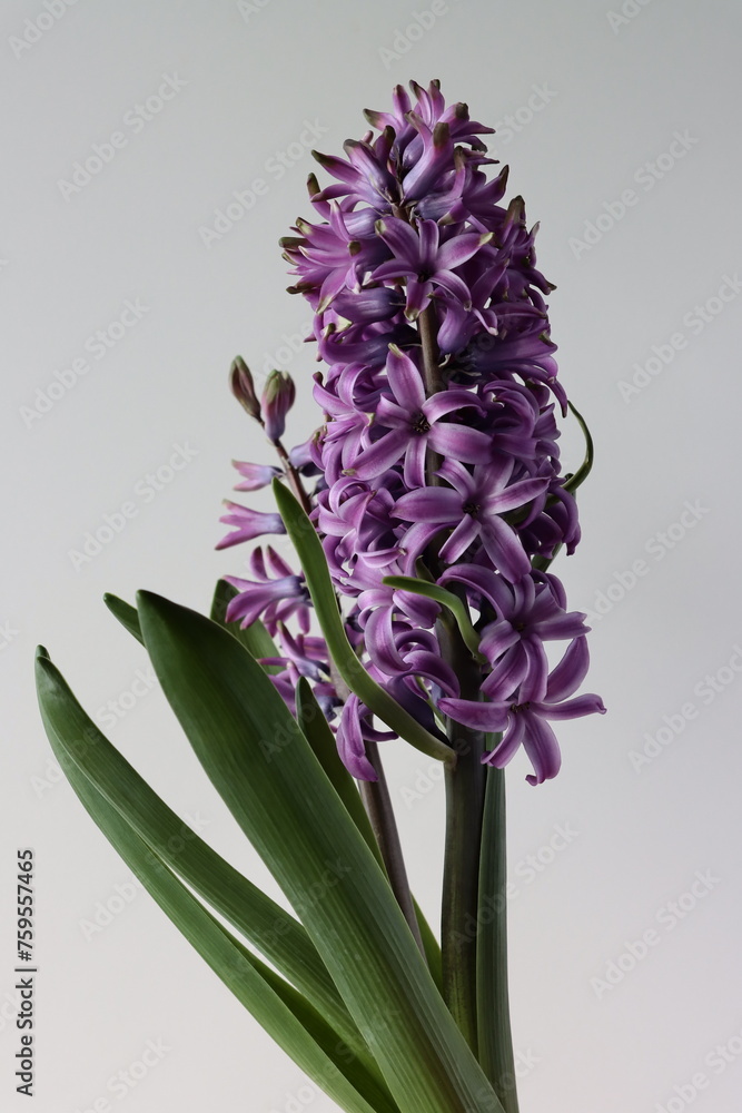 Obraz premium various multicolor flowers of hyacinth plants at sprring