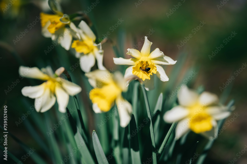yellow narcissuses under the sunlight, Beautiful yellow daffodils yellow narcissuses under the sunlight, Beautiful yellow daffodils