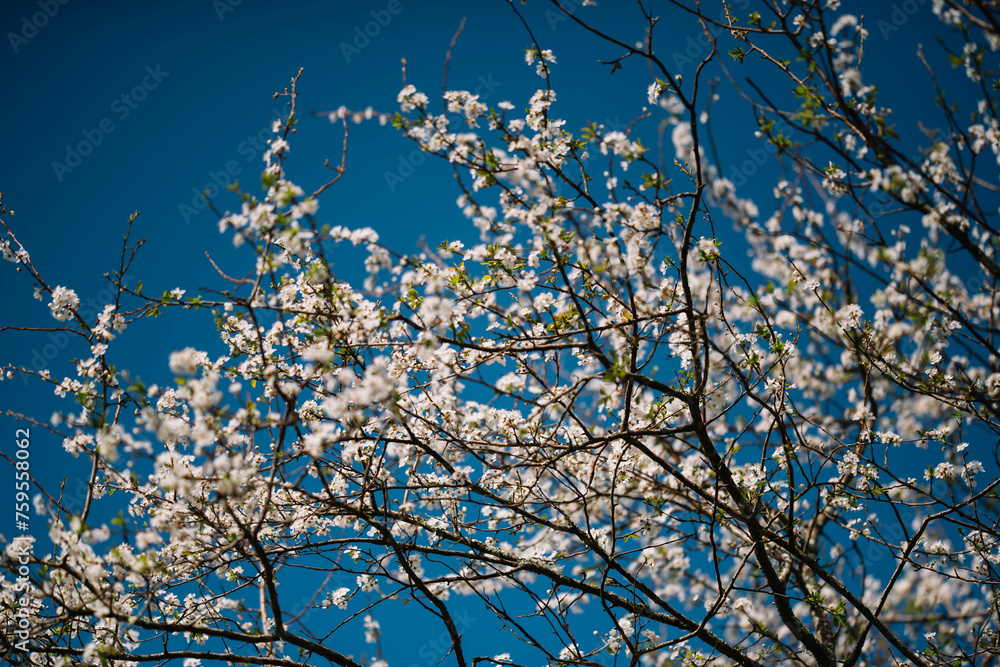 Cherry branch White flowers close with a blue background Cherry branch White flowers close with a blue background