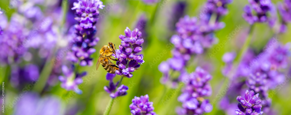 Spring lavender flowers under sunlight. Bees pollinate flowers and collect pollen. Lavender honey. Beautiful landscape of nature with a panoramic view. Hi spring. long banner Spring lavender flowers under sunlight. Bees pollinate flowers and collect pollen. Lavender honey. Beautiful landscape of nature with a panoramic view. Hi spring. long banner