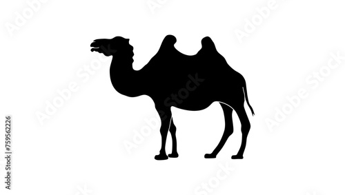 Bactrian camel, black isolated silhouette