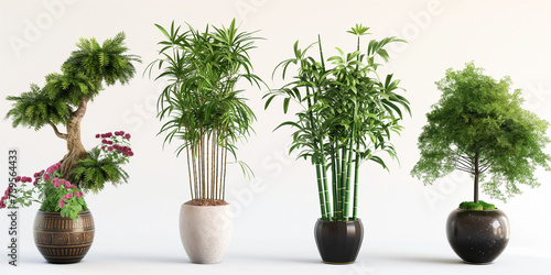 Plants in a pots