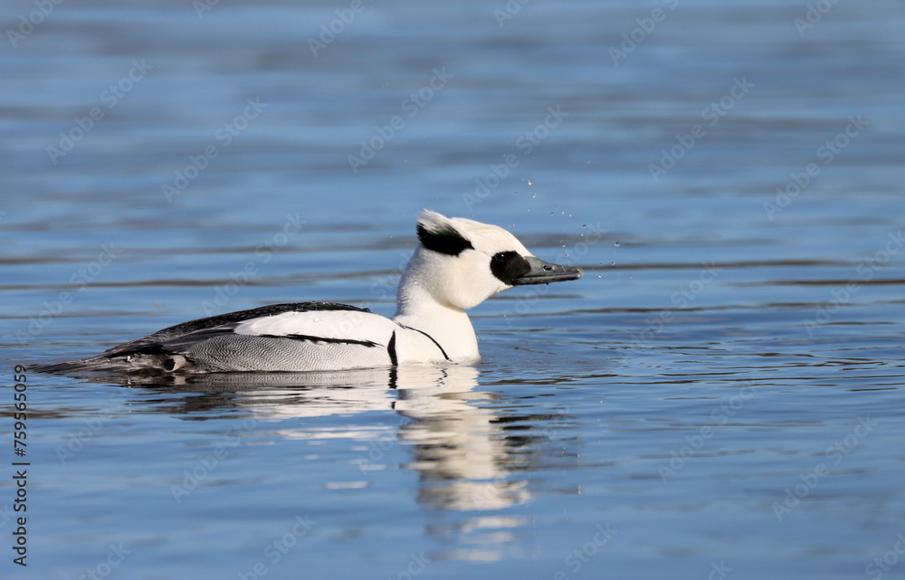 Fototapeta premium Smew