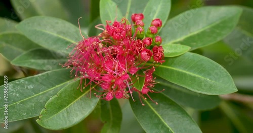 Blooming Crimson penda or red penda flowers (Xanthostemon youngii), High definition shot at 4K, 60 fps video footage. photo