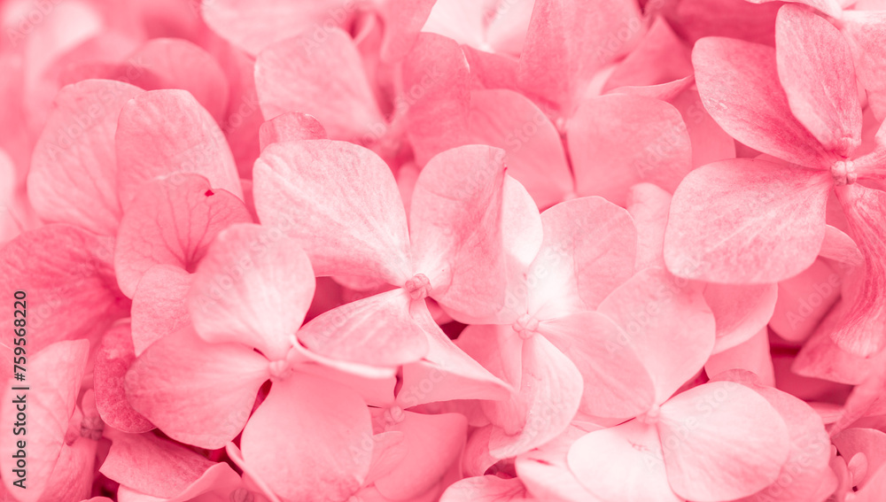 Fototapeta premium Pink flowers close up. Bouquet of red flowers. City flower beds, a beautiful and well-groomed garden with flowering bushes.