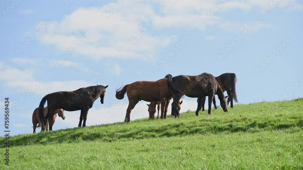 Herd of grazing horses on a pasture in the rural countryside, beautiful sunny day Herd of grazing horses on a pasture in the rural countryside, beautiful sunny day