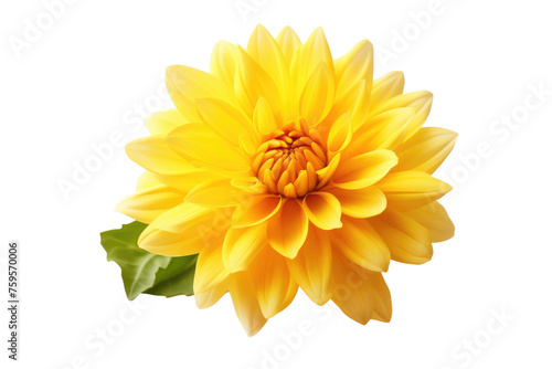 Yellow Flower and Green Leaves on White Background. on a White or Clear Surface PNG Transparent Background.