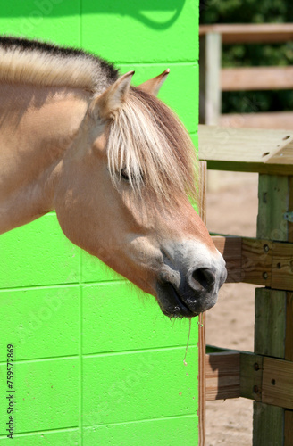 Head shot of Cute Pony with Green Wall Background at Local Ranch in Indianapolis, IN, USA