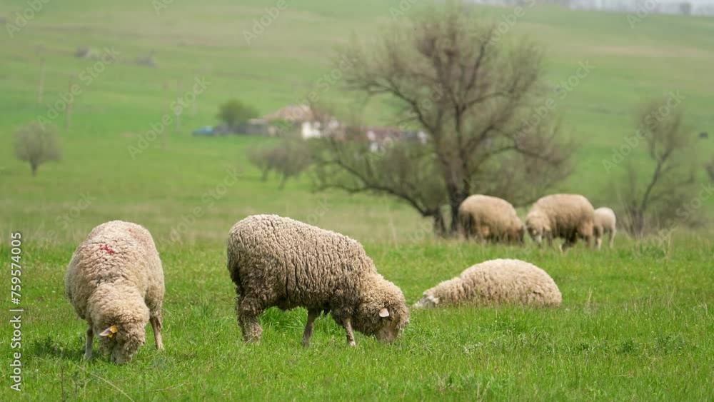 A flock of sheep on the hill on a lush green meadow. Slow-motion, pan follow.