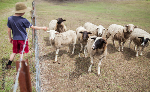 Nine year old boy reaching through fence to pat dorper sheep photo