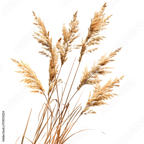 Pampas grass on a white background, dry spikelets, Dry reeds in boho style. Transparent background