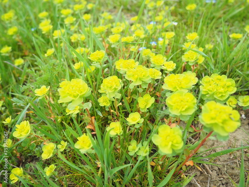 Euphorbia, flowering plant, spurge, Euphorbiaceae. Euphorbia serrata, serrated Tintern spurge, sawtooth upright spurge. Perennial herb. At the ends of the branches are inflorescences of tiny flowers. photo