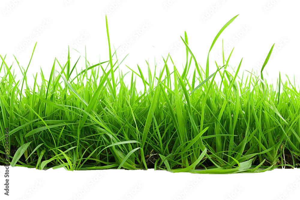 Fresh green grass isolated on a transparent background Fresh green grass isolated on a transparent background