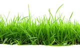 Fresh green grass isolated on a transparent background