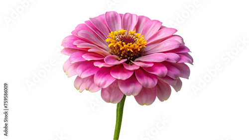 Pink chrysanthemum flower isolated on transparent background 