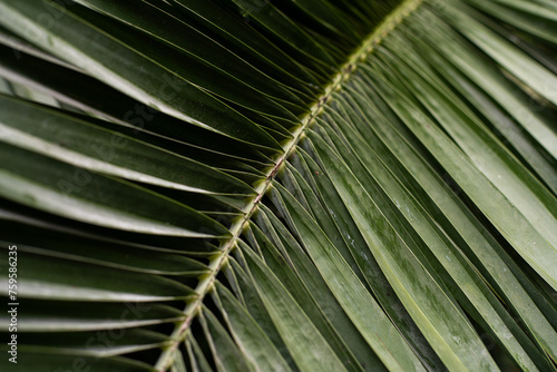 A detailed close-up showcasing the intricate pattern and texture of a fresh green palm leaf