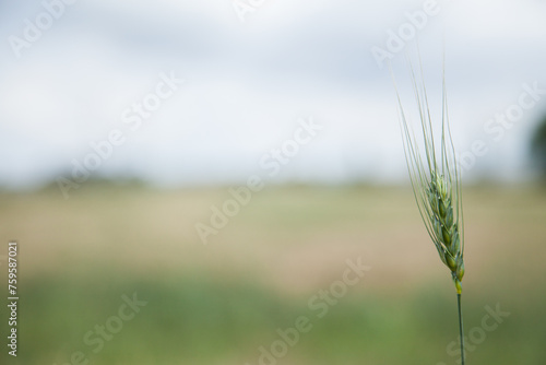 Green head of bearded wheat in a farm paddock photo