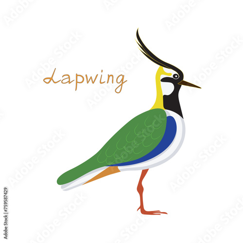 Bird Lapwing with name. Vector drawing color image.