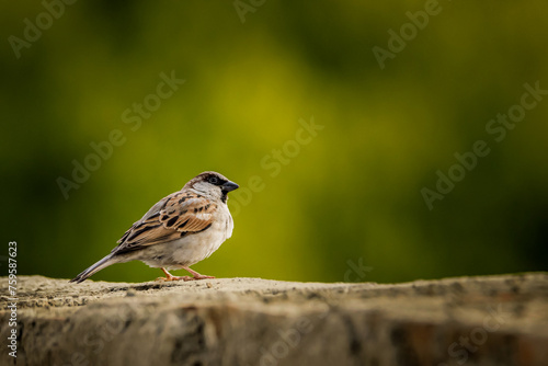 sparrow perching on the wall 