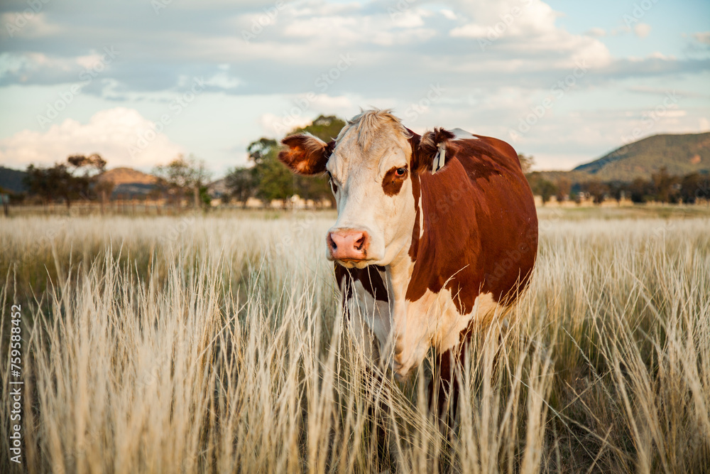 Landscape photo of breeding beef cow in long grass at farm paddock Landscape photo of breeding beef cow in long grass at farm paddock